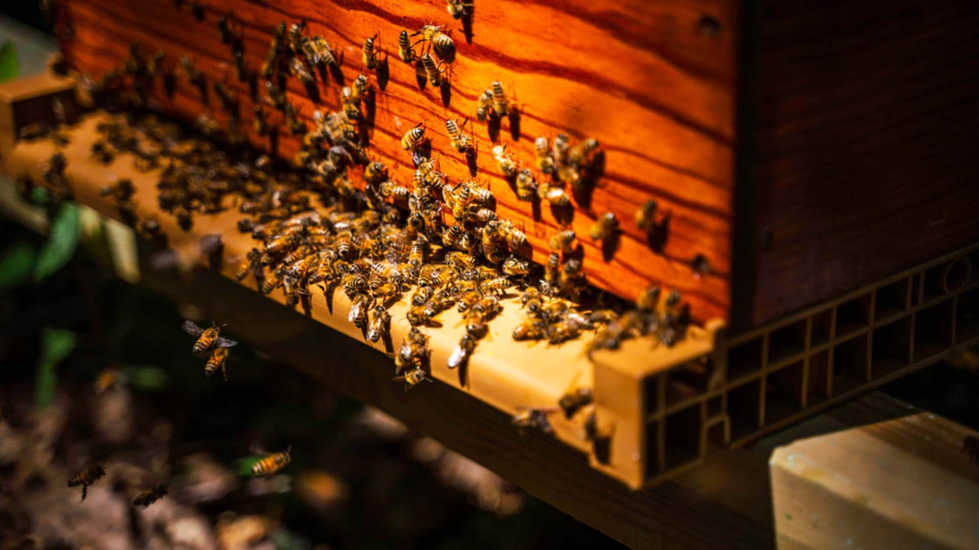 Parrainer des ruches - disponible en France et au Danemark