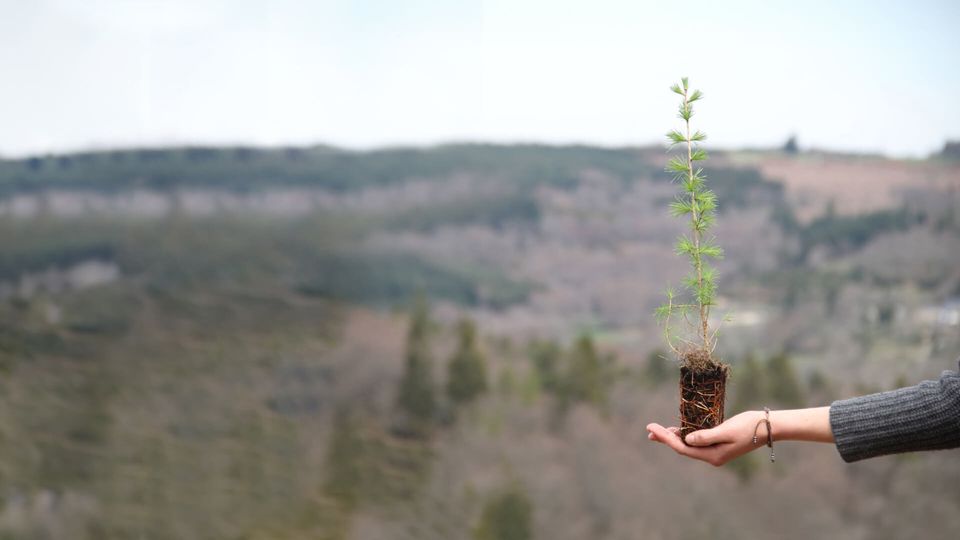 Idée cadeau naissance  Offrez un arbre à planter