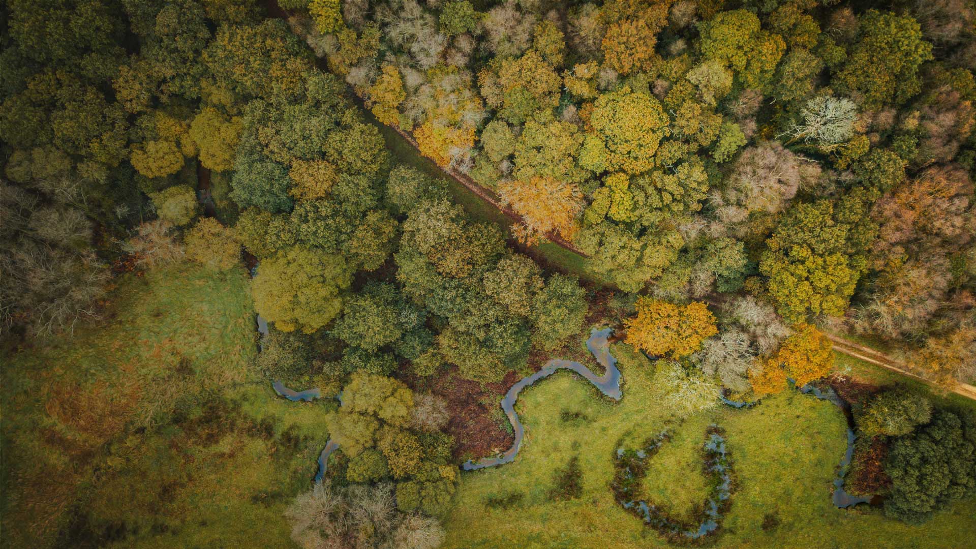 photo aérienne de forêt