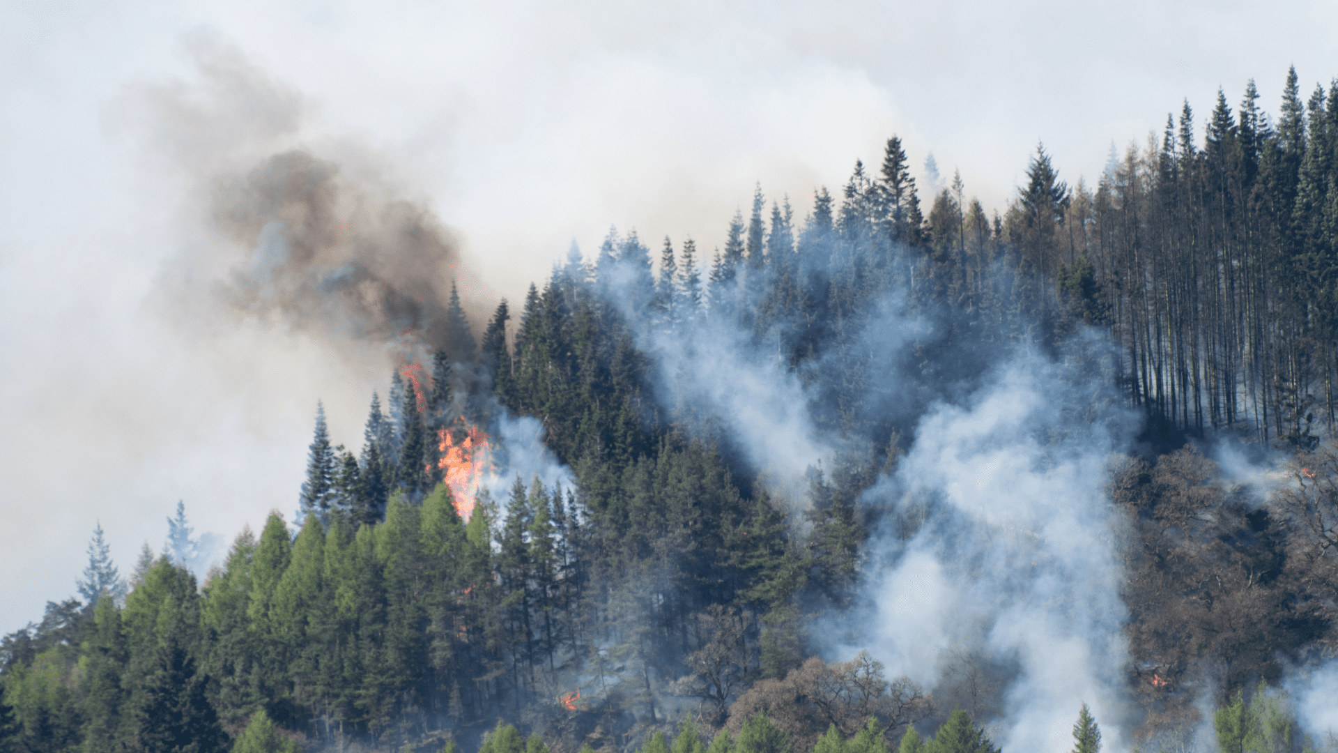 forets incendiees