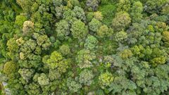 ecotree