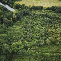 ecotree