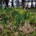 assling-peatland