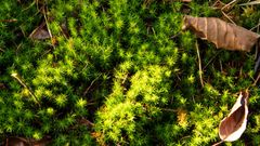 react.assling-peatland