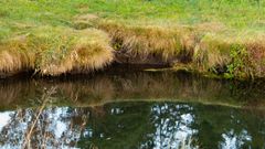 react.assling-peatland