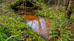 react.assling-peatland