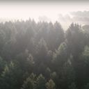 Berné-skoven