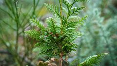 Forêt de Cleden Poher