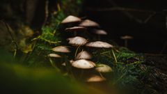 Forêt de Cleden Poher