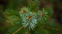 Forêt de Cleden Poher