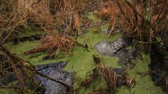 react.dahner-felsenlandschaft