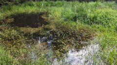 Champeau in Morvan forest