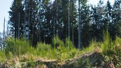 Champeau i Morvan skoven