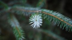 Champeau i Morvan skoven