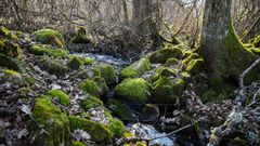 Champeau i Morvan skoven