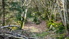 Champeau i Morvan skoven