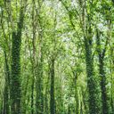 Der Châtelain Wald