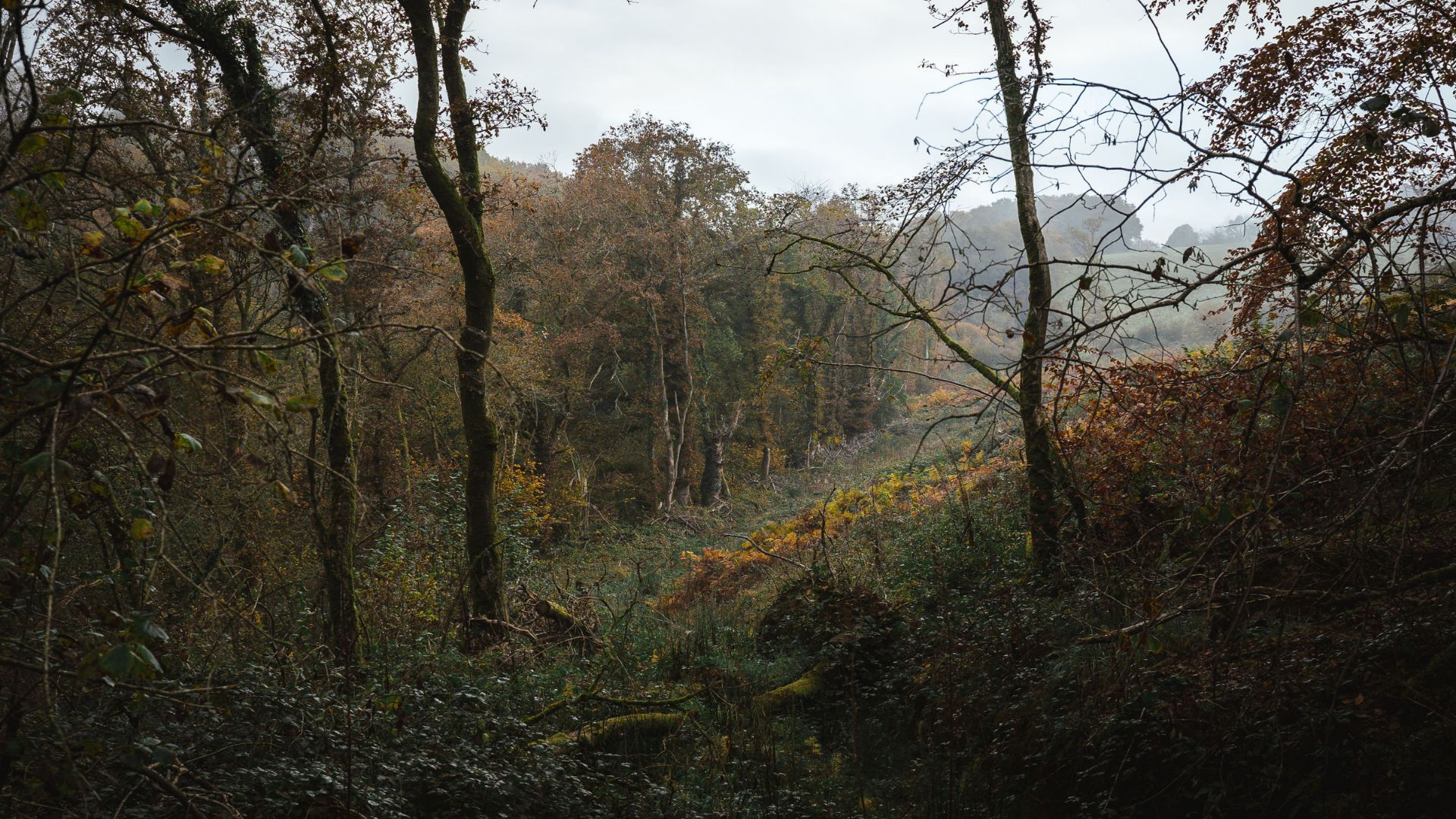 ClédenPoher 2 Forest EcoTree