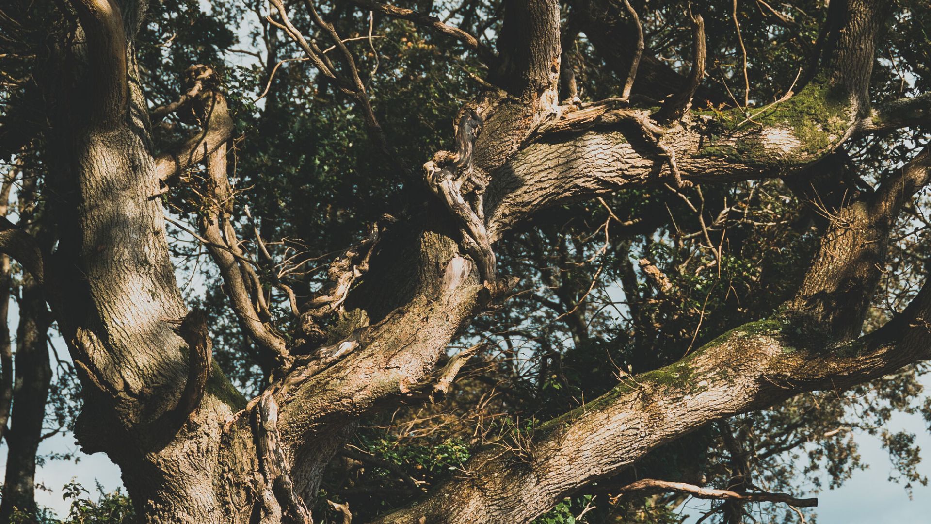 ecotree