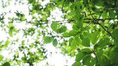 Forêt de Pontvallain