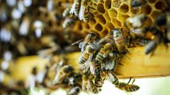 Forêt de Pontvallain