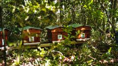 Forêt de Pontvallain