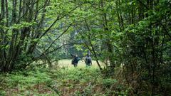 Forêt de Pontvallain