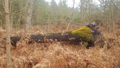 Forêt de Pontvallain