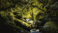 Forêt de Lanrivain et Plouguernével