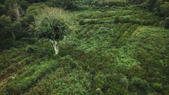 Forêt de Lanrivain et Plouguernével
