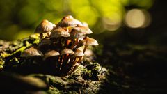 Forêt de Lanrivain et Plouguernével