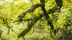 Forêt de Lanrivain et Plouguernével
