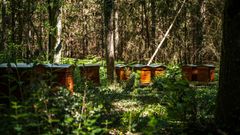 Bos van Malicorne-sur-Sarthe