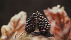 Bos van Malicorne-sur-Sarthe