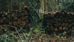 Bos van Malicorne-sur-Sarthe