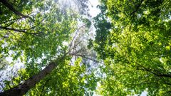 Bos van Malicorne-sur-Sarthe