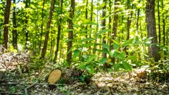 Bos van Malicorne-sur-Sarthe