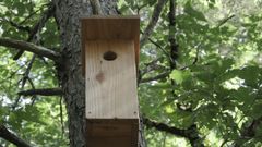 Forêt de Monceaux sur Dordogne