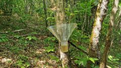 Forêt de Monceaux sur Dordogne