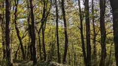 Forêt de Monceaux sur Dordogne