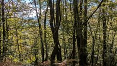 Forêt de Monceaux sur Dordogne