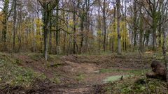 Forêt de Pézarches