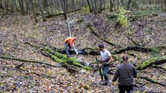 Forêt de Pézarches