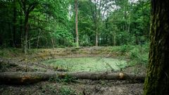 Forêt de Pézarches