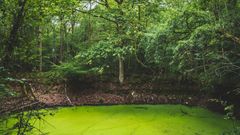 Forêt de Pézarches