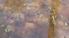 Forêt de Pézarches