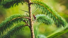 Forêt de Ploërdut 1