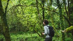 Forêt de Ploërdut 1