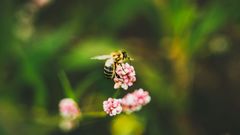 Forêt de Ploërdut 1