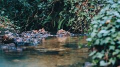 react.foret-du-faouet-5